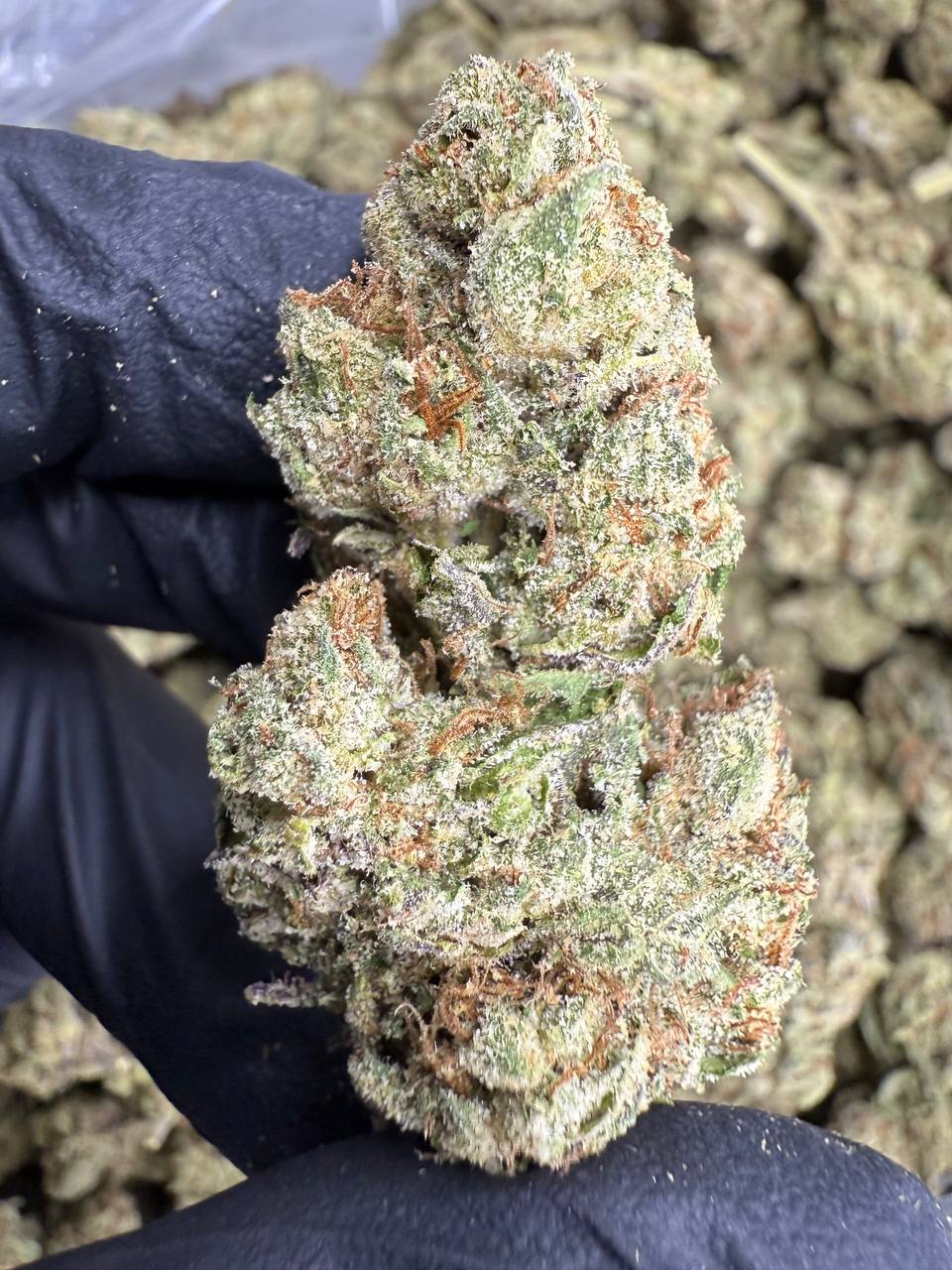 Lemon Cherry Gelato  - ON SALE 🔥 THCA Flower | 34.52% AA 🔥was $950.00🔥