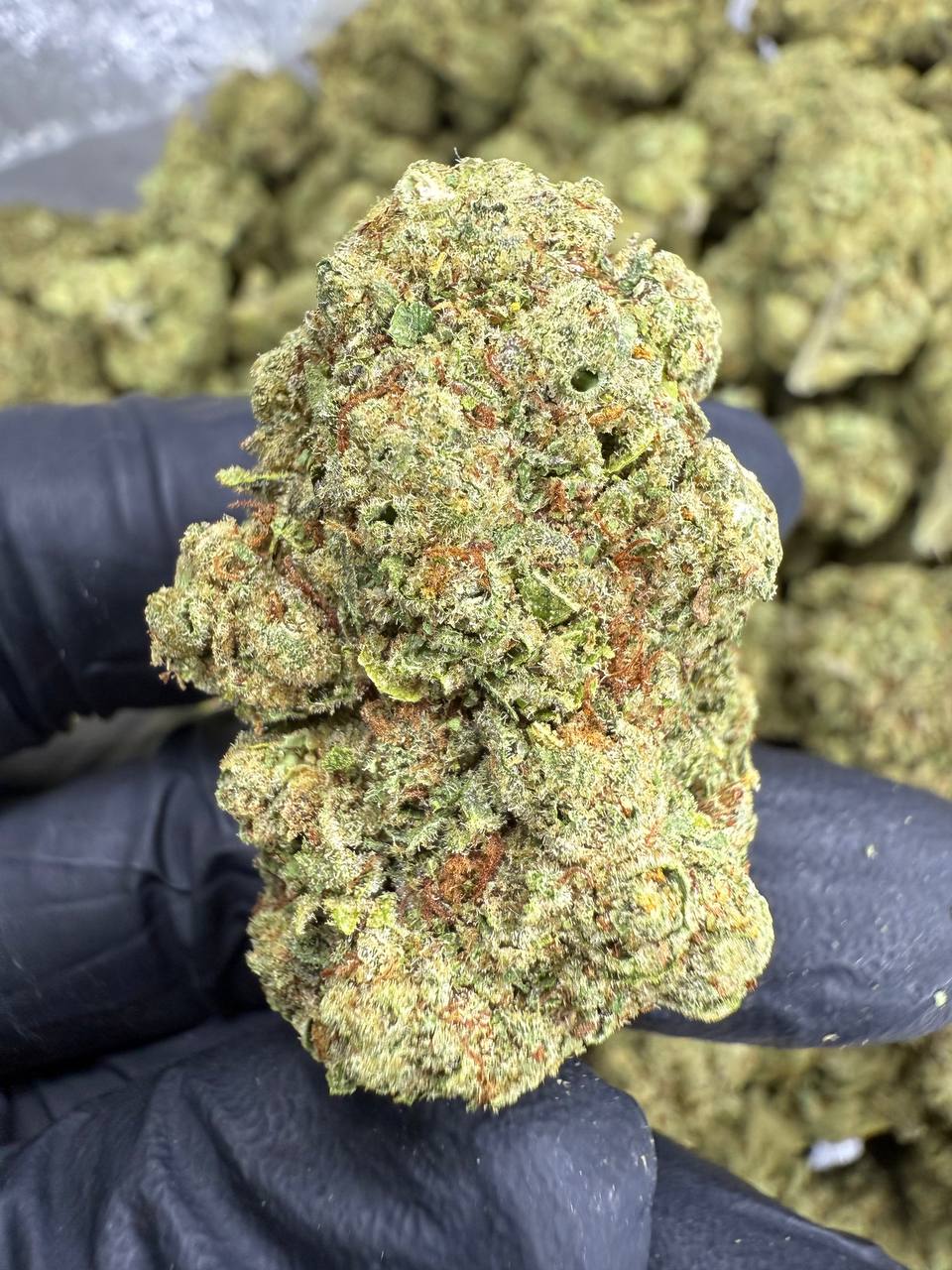 Golden Goat THCA Flower | 26.12% TOP SHELF