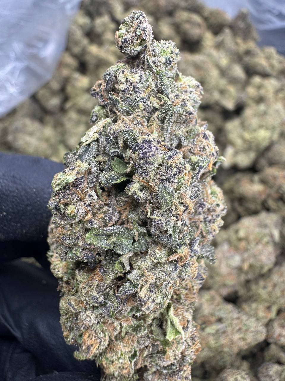 Permanent Marker THCA Flower | 32.06% TOP SHELF