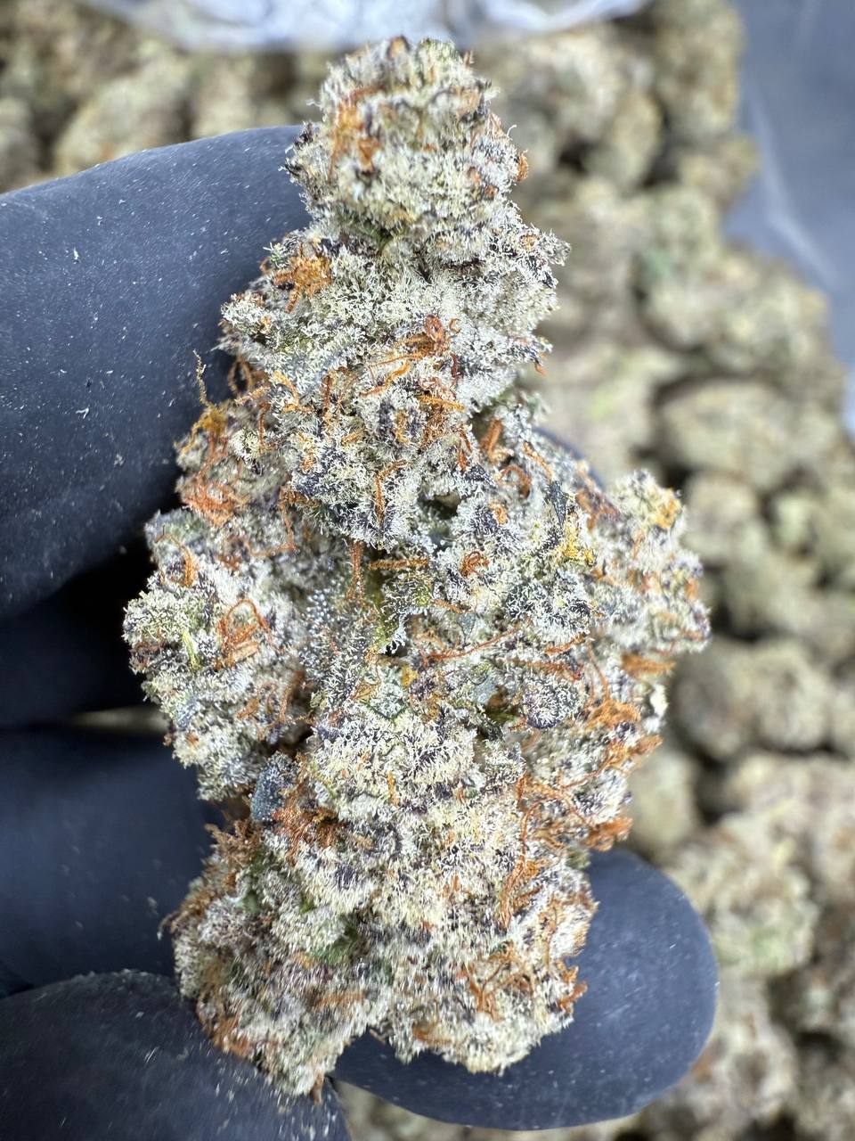 Funnel Cake THCA Flower | 32.71% EXOTIC INDOOR