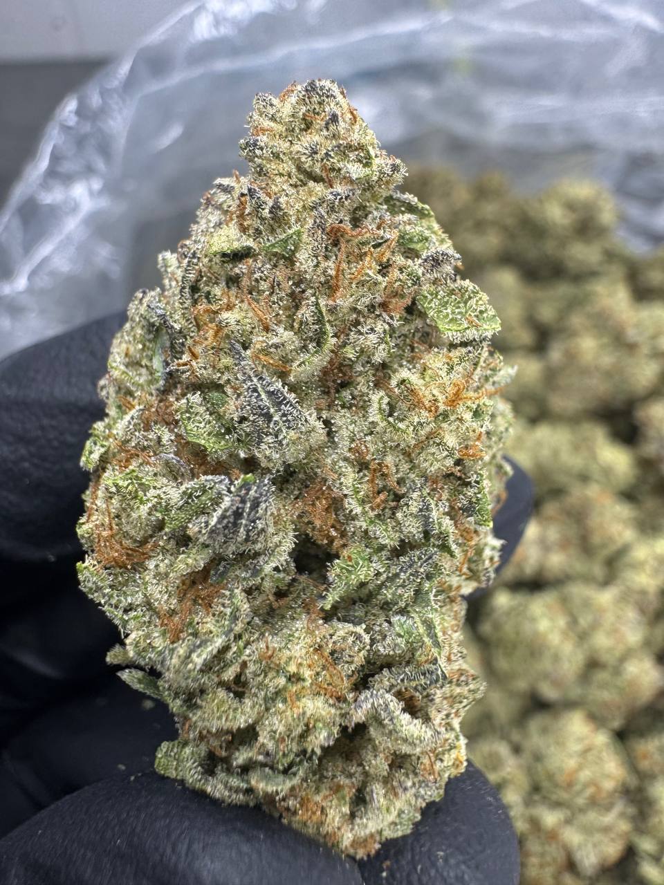 Cookies and cream THCA Flower | 26.47% TOP SHELF