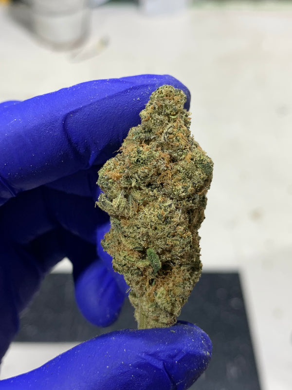 OG Kush  Indica | 31.97% | TCHA Flower