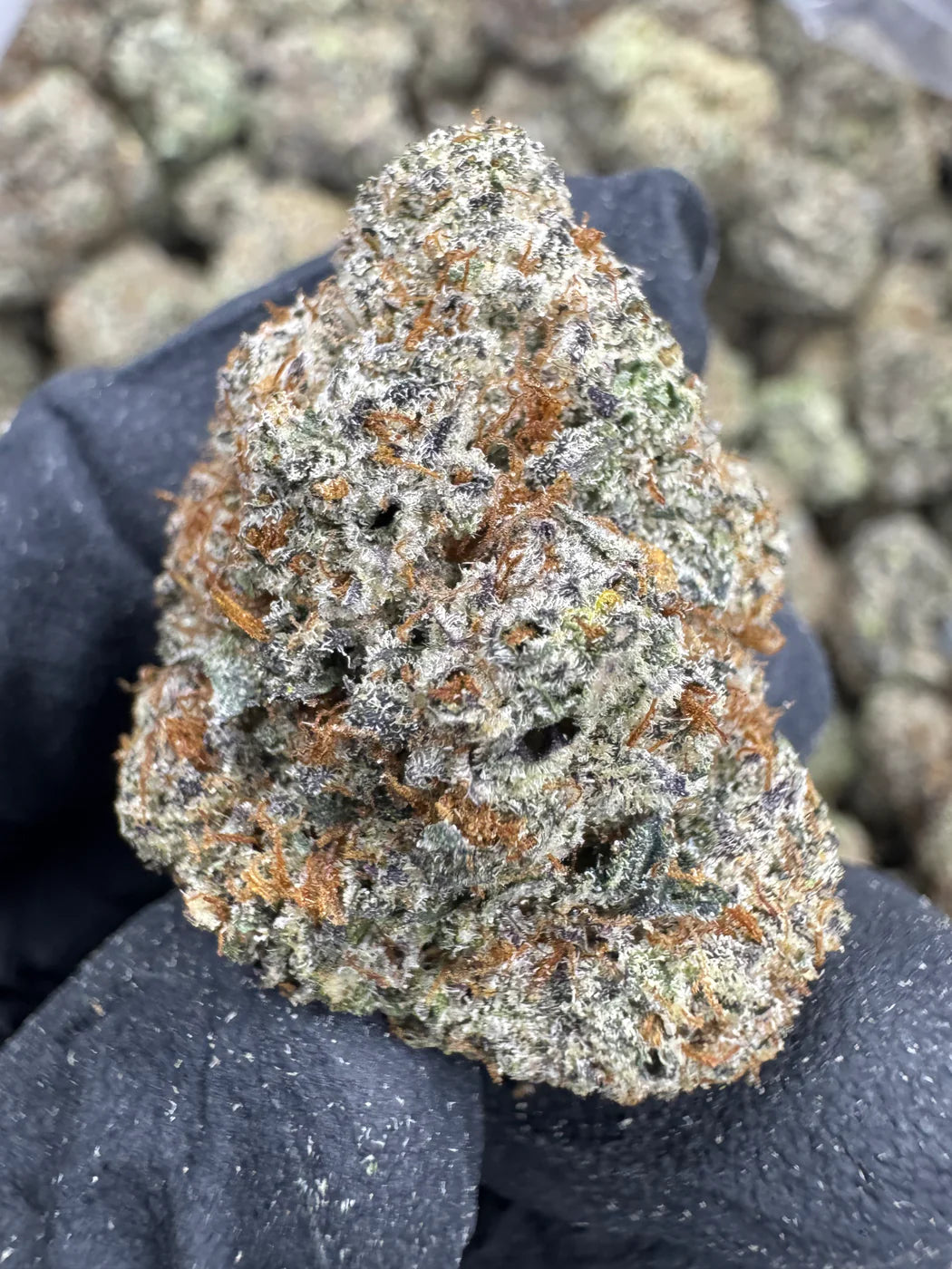 Black Ice THCA Flower | 28.55% AAA INDOOR