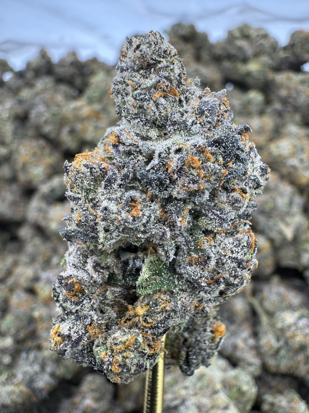 Blue Andeze THCA Flower | 35.49% EXOTIC