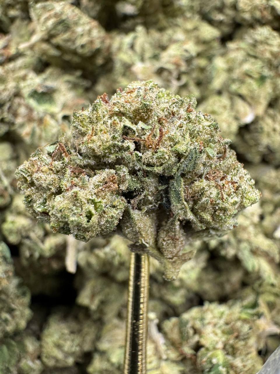 Blue Lobster THCA Flower | 26.50% GREENHOUSE
