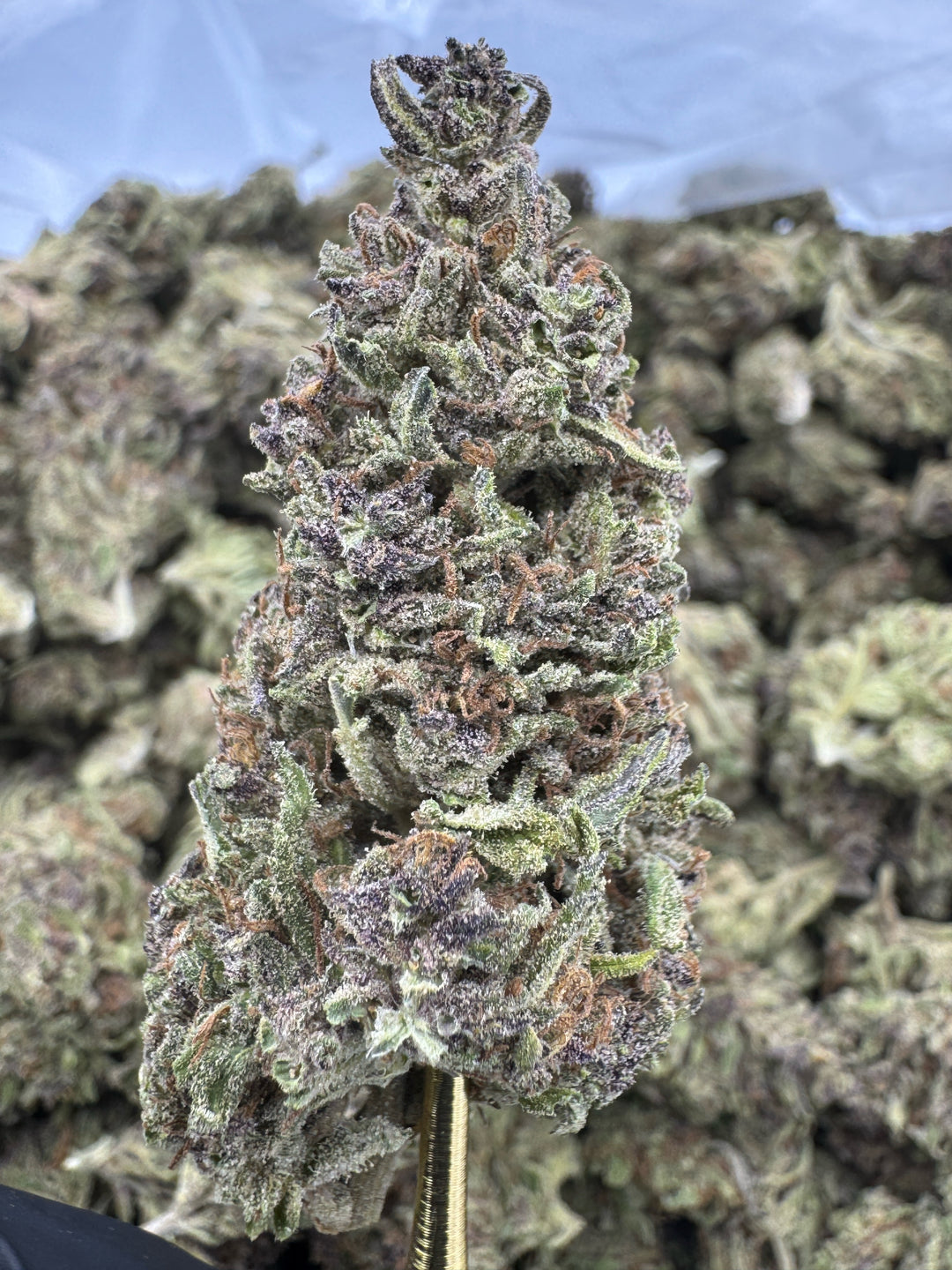 Blue Zushi THCA Flower | 24.57% SUNGROWN