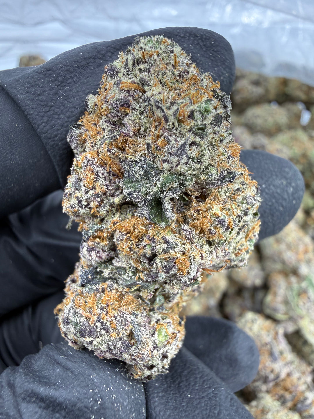 Cap Junkie THCA Flower | 30.03% EXOTIC