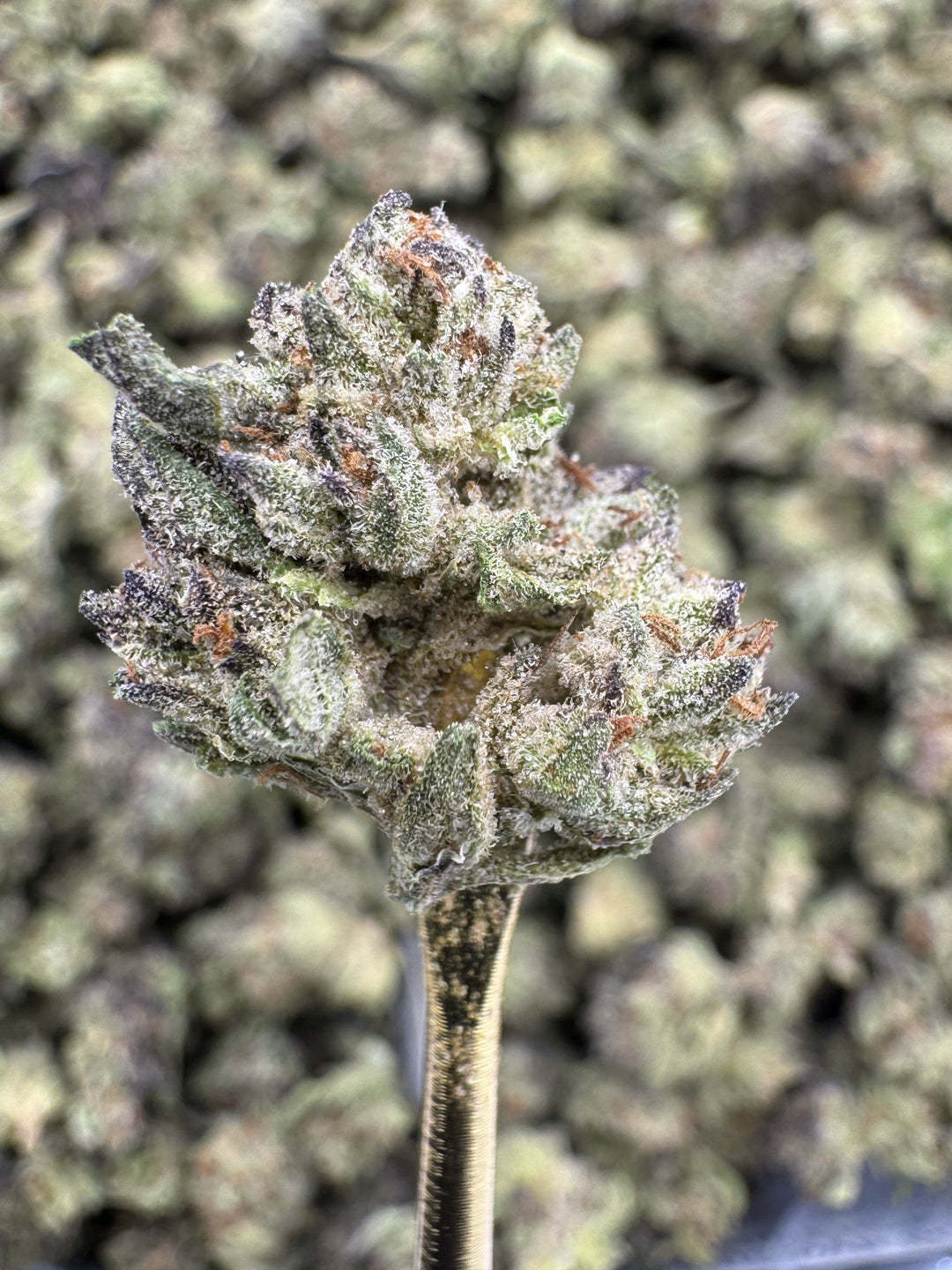 Cereal Milk THCA Flower | 27.03% GREENHOUSE SMALLS