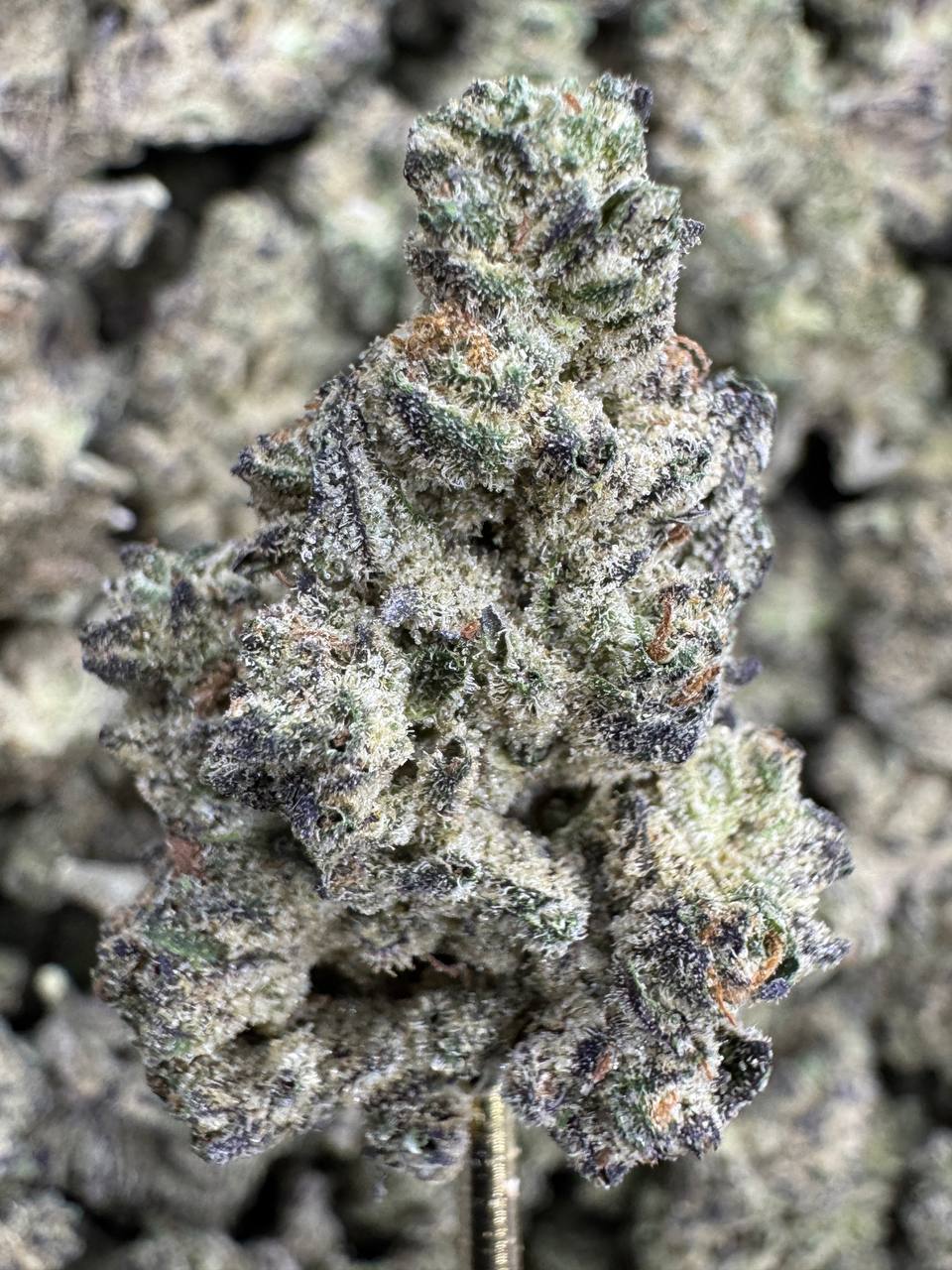 Dark Rainbow THCA Flower | 29.27% INDOOR