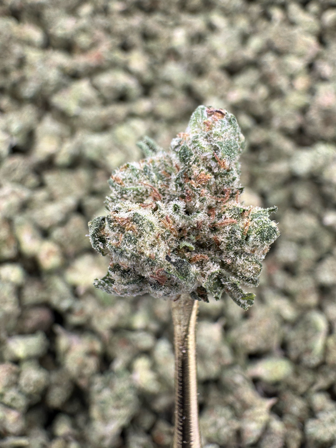 Garlic Mintz THCA Flower | 26.75% GREENHOUSE SMALLS