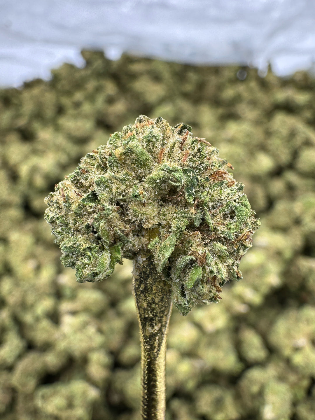 Gelato Cake THCA Flower | 30.74% GREENHOUSE SMALLS