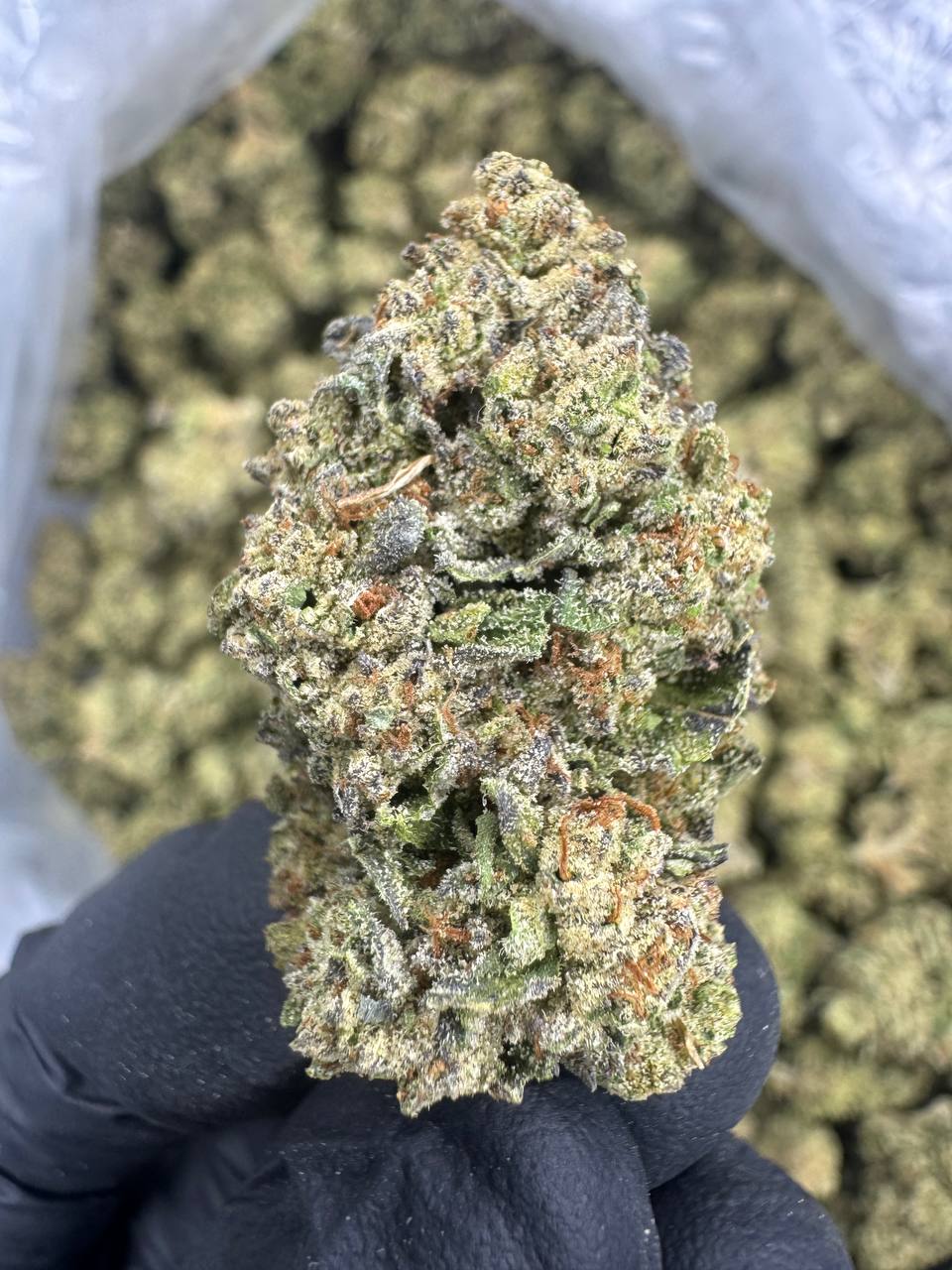 Headband THCA Flower | 25.26% SUNGROWN