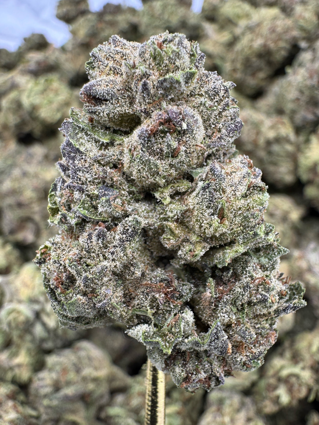 Insane Pound Cake THCA Flower | 25.29% GREENHOUSE