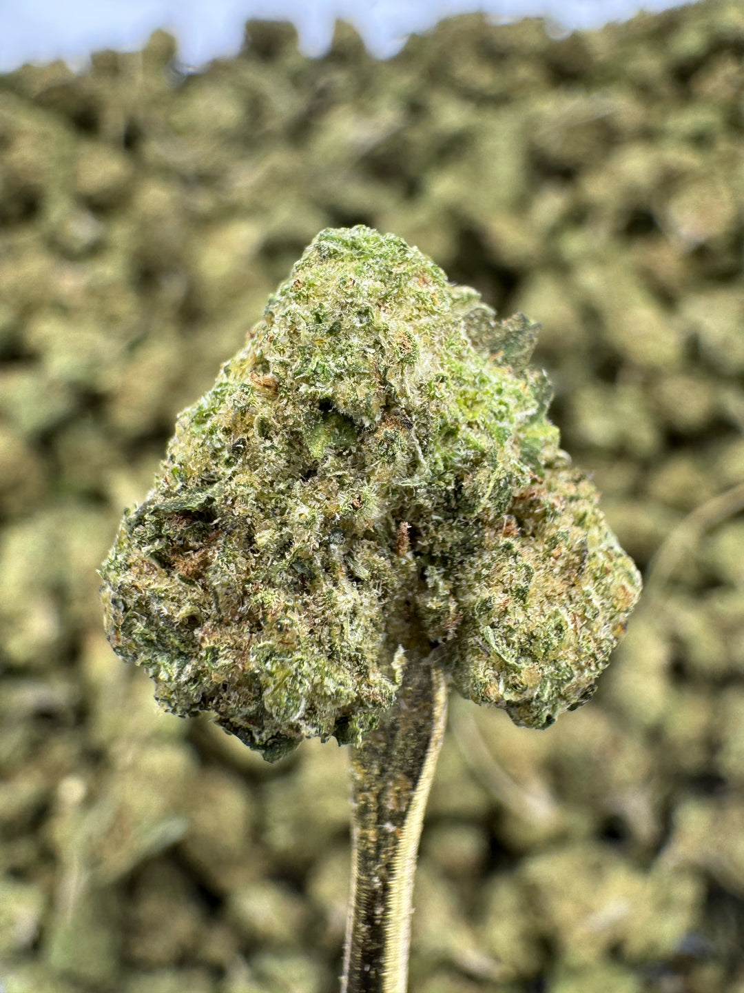 Mule Fuel THCA Flower | 29.54% GREENHOUSE SMALLS