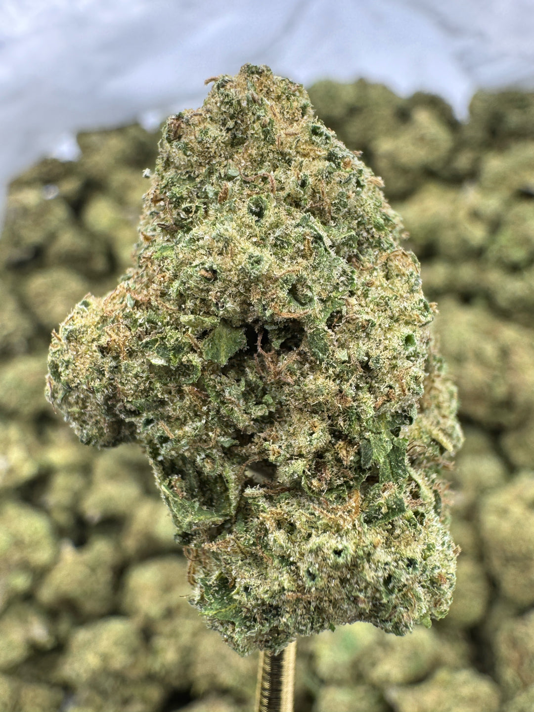 Rainbow Runtz THCA Flower | 26.47% GREENHOUSE