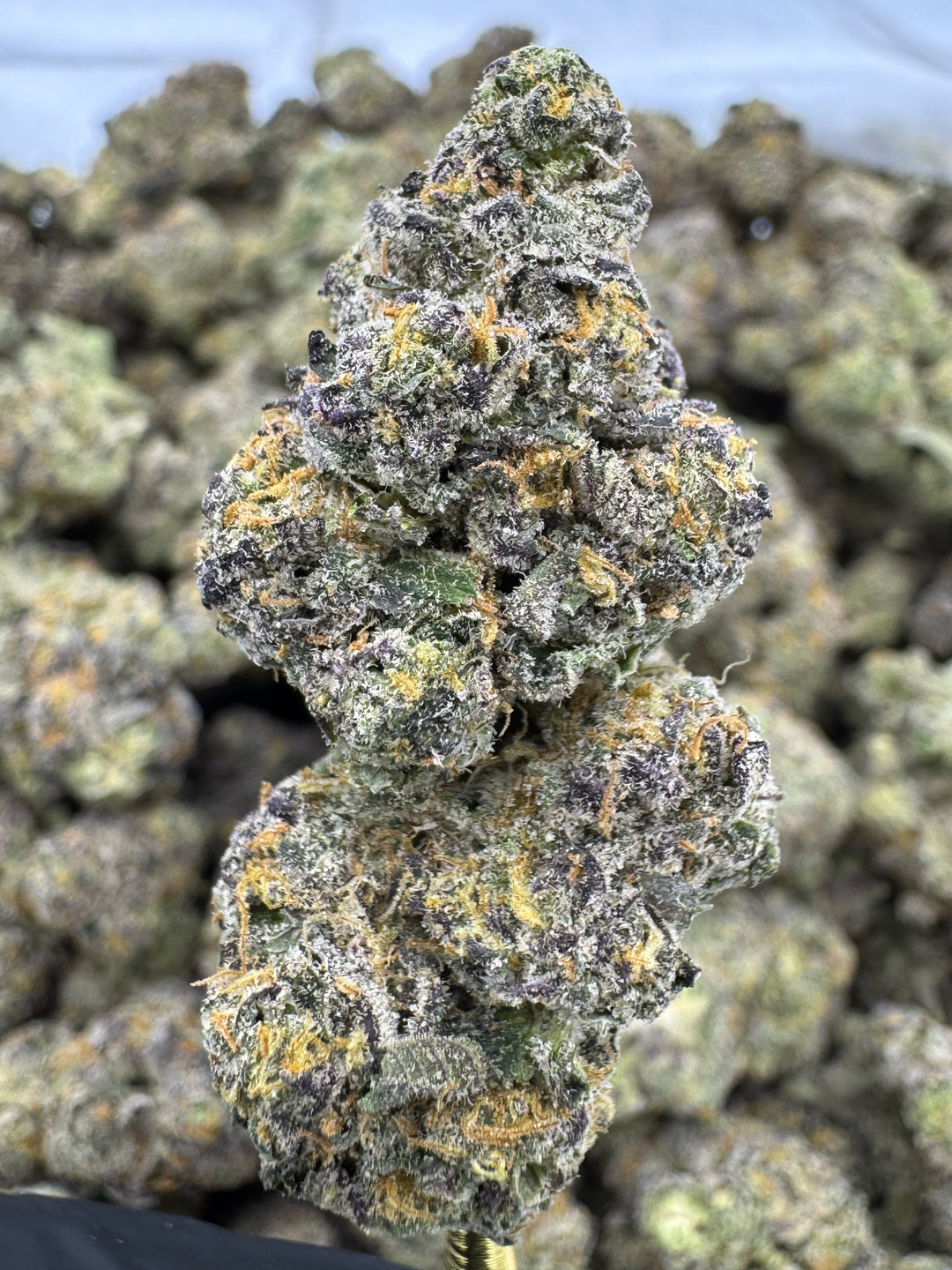 Sherlato THCA Flower | 30.19% EXOTIC