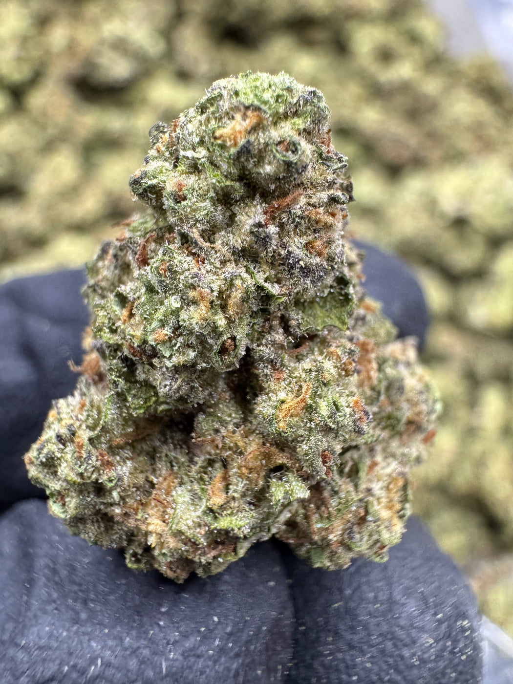 Strawberry Champagne THCA Flower | 23.65% CLASSIC RESERVE