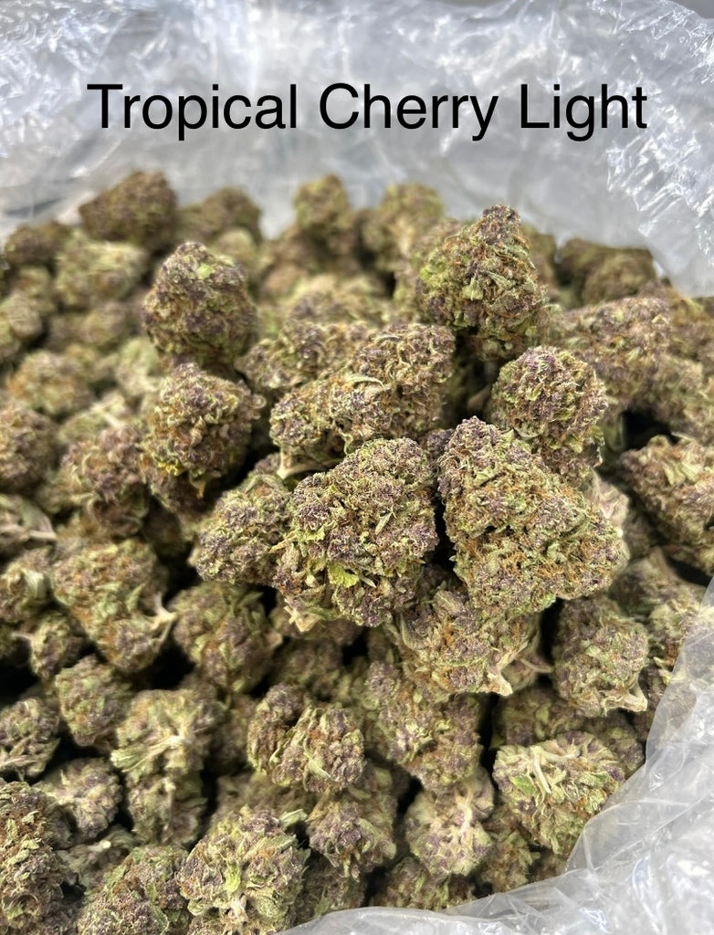 Tropical Cherry Light | Hybrid | 24.25% | THCA Flower