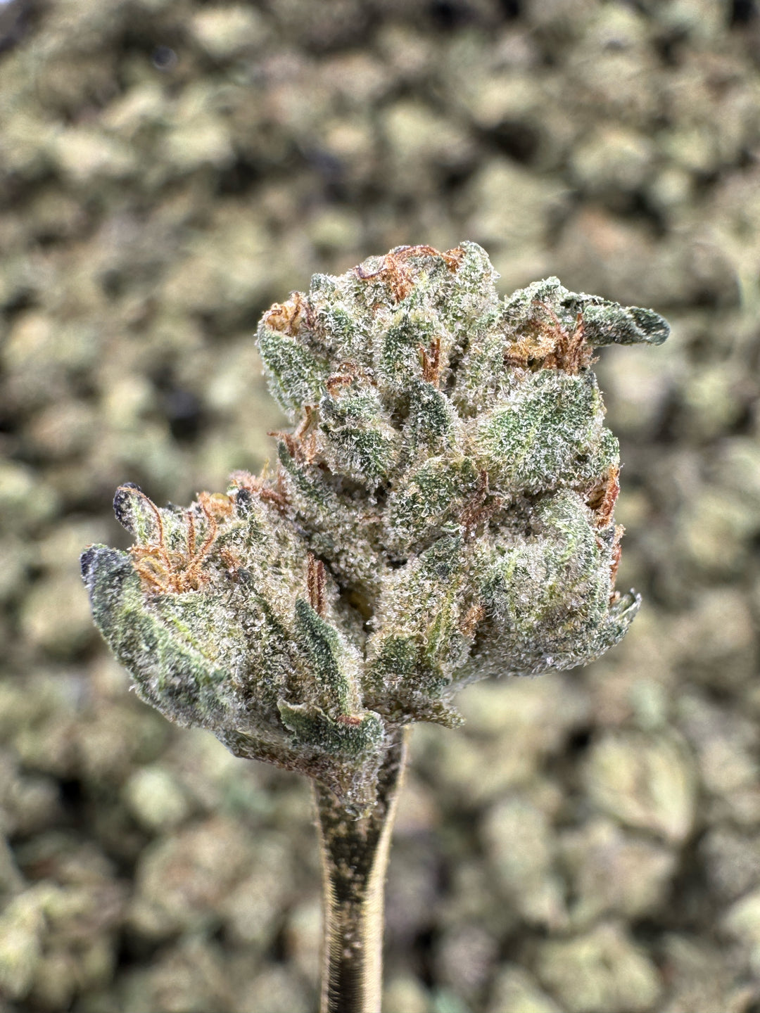 Wedding Cake THCA Flower | 27.81% GREENHOUSE SMALLS