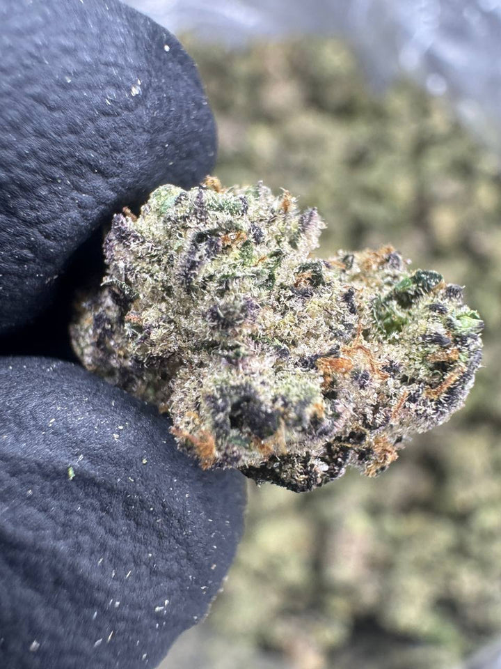 Funnel Cake THCA Flower | 32.71% EXOTIC INDOOR - SMALLS