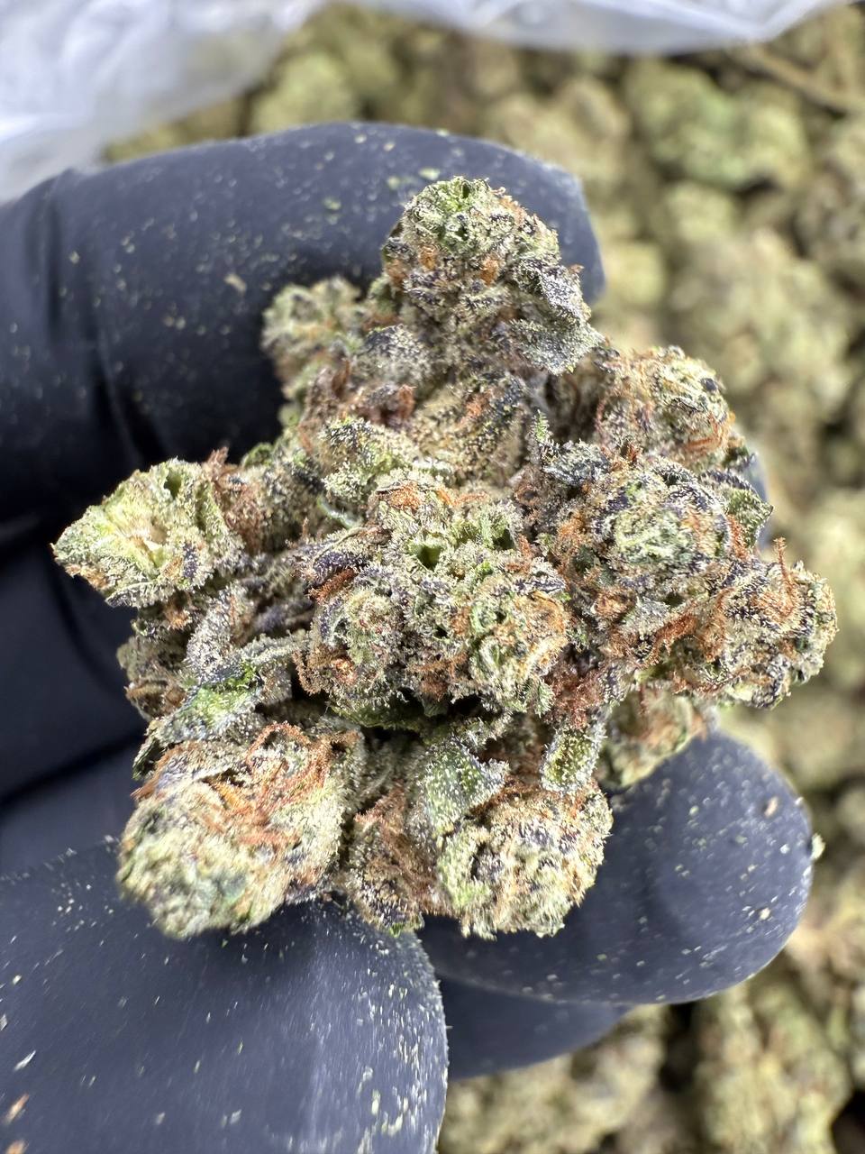 Gushers THCA Flower | 33.11% TOP SHELF