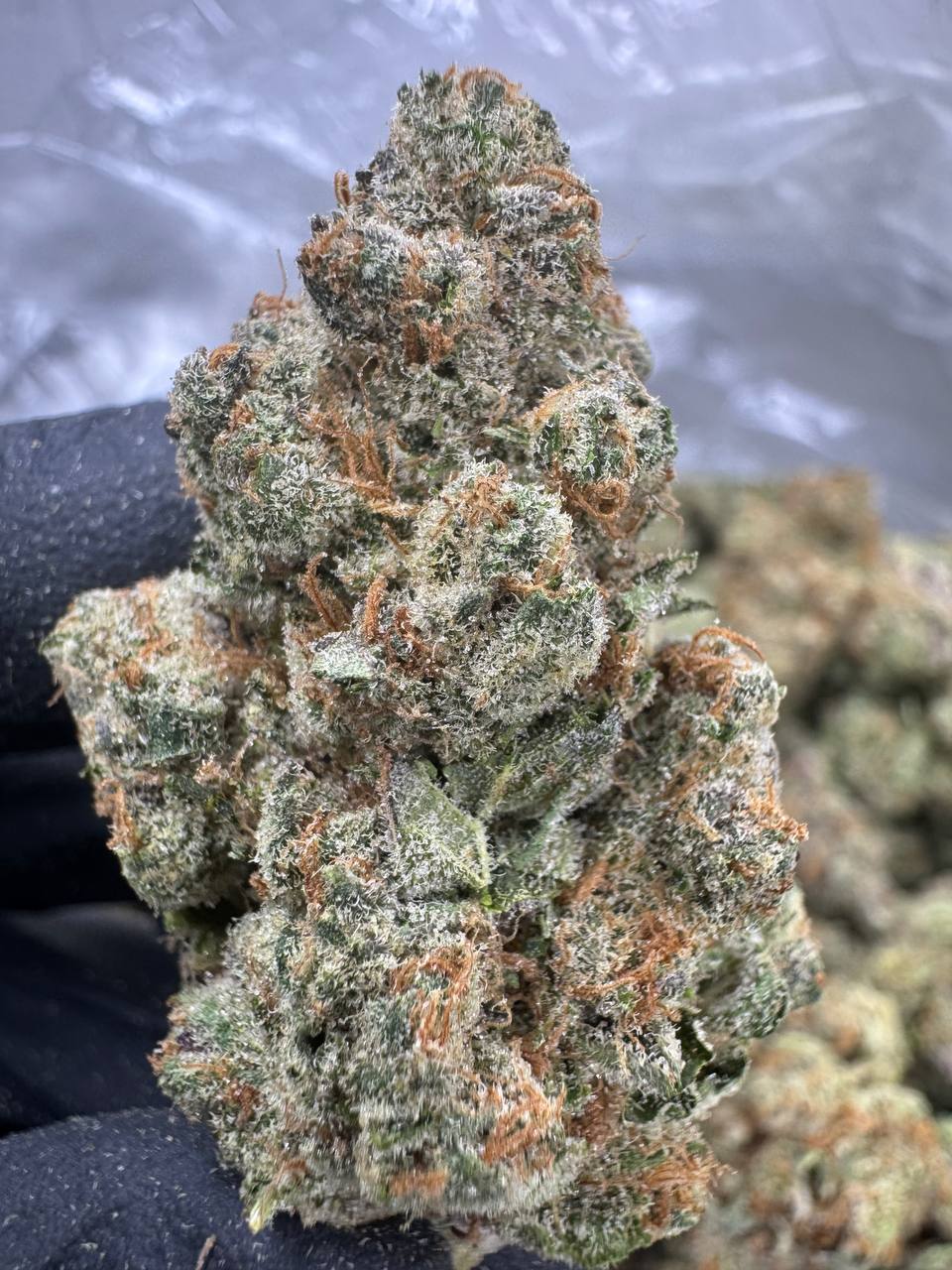 Blackberry Super Boof THCA Flower | 34.39% EXOTIC INDOOR