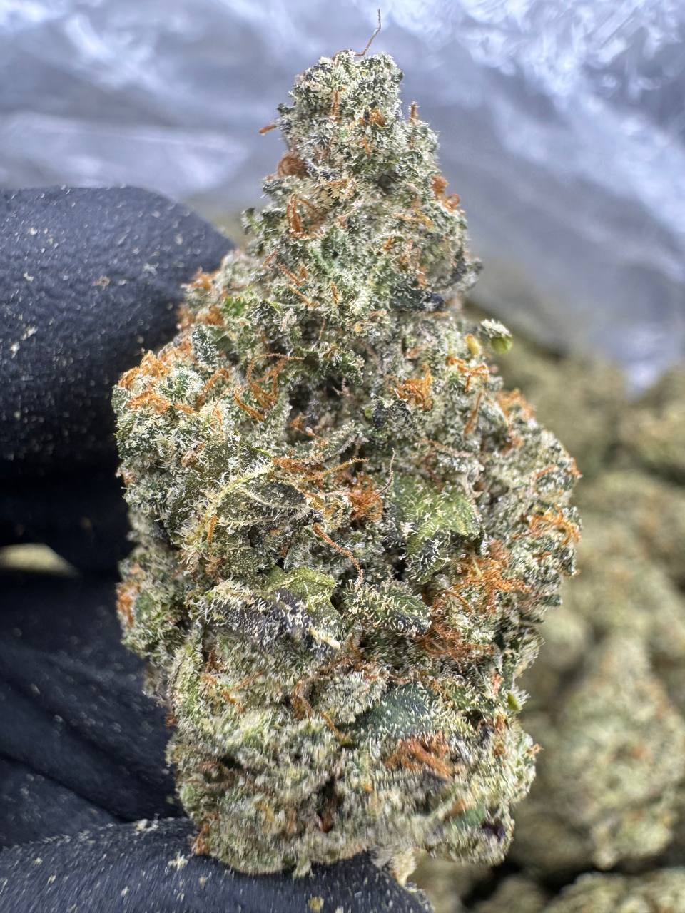 Zashimi THCA Flower | 27.19% EXOTIC INDOOR