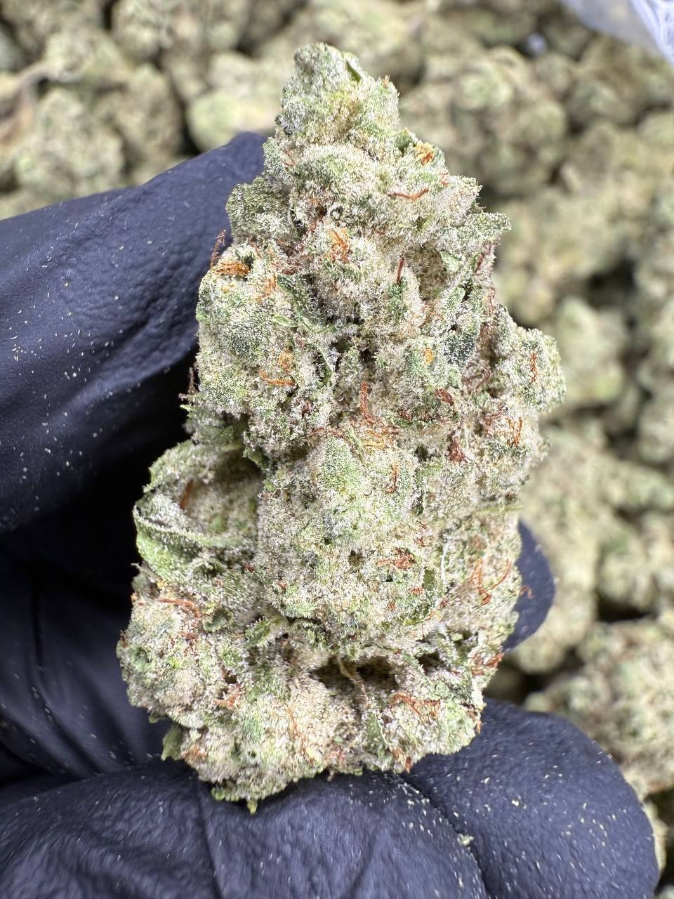 Gorilla Glue THCA Flower | 33.46% AA INDOOR