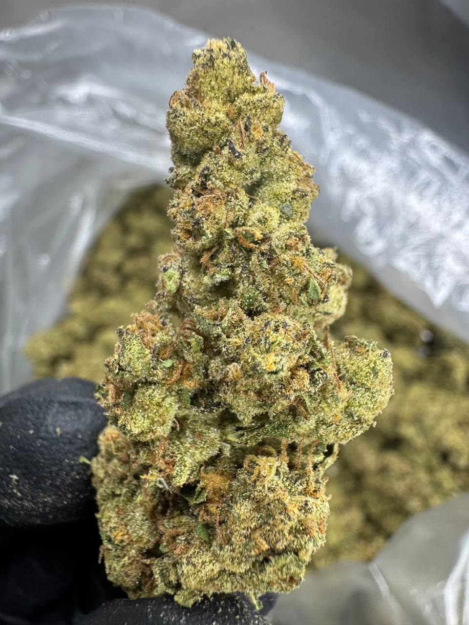 Mule Fuel THCA Flower | 29.54% TOP SHELF