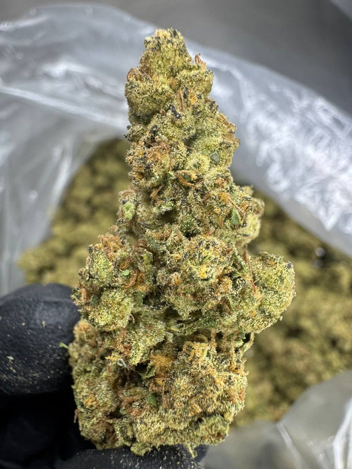 Mule Fuel THCA Flower | 29.54% TOP SHELF