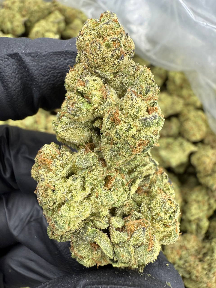 Mule Fuel THCA Flower | 29.54% TOP SHELF