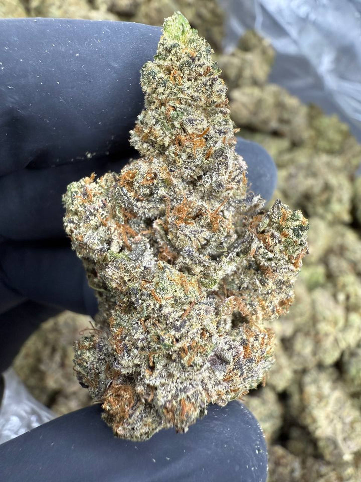 Zashimi THCA Flower | 27.19% EXOTIC INDOOR