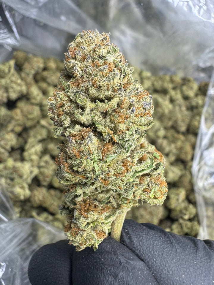 White Truffle THCA Flower | 25.64% CLASSIC RESERVE