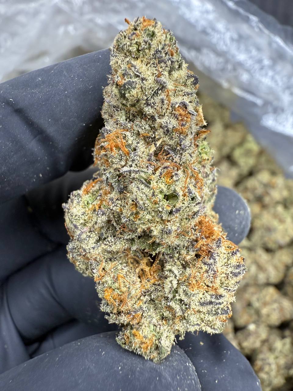 White Truffle THCA Flower | 27.48% EXOTIC INDOOR