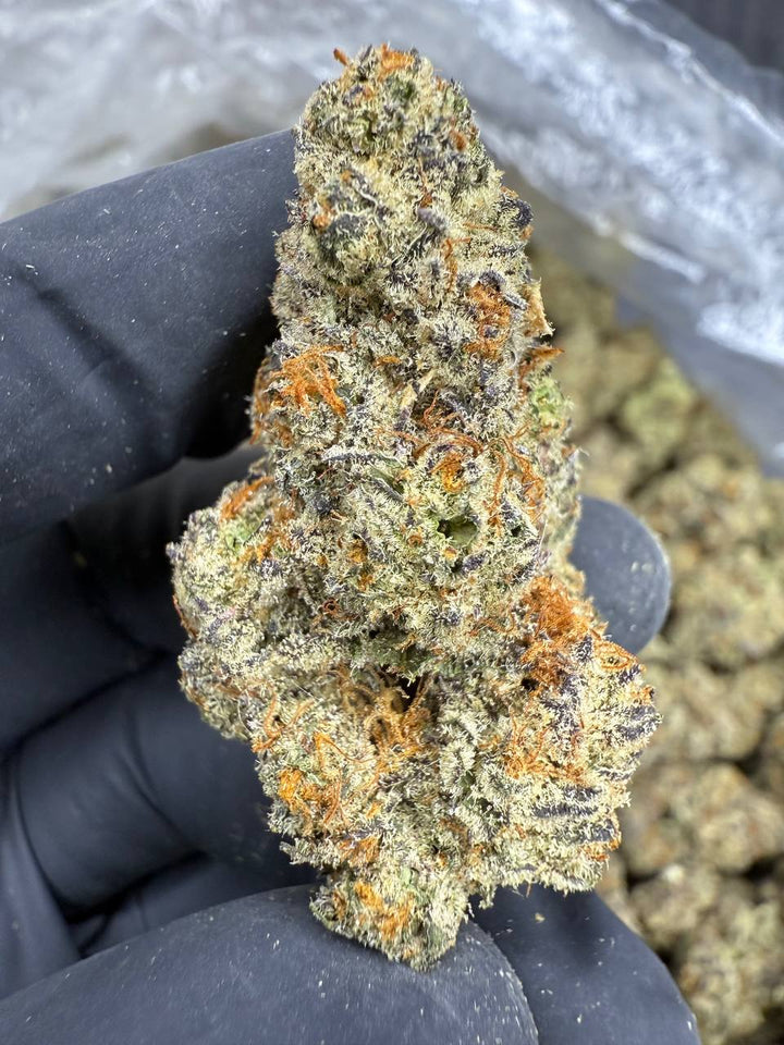 White Truffle THCA Flower | 27.48% EXOTIC INDOOR