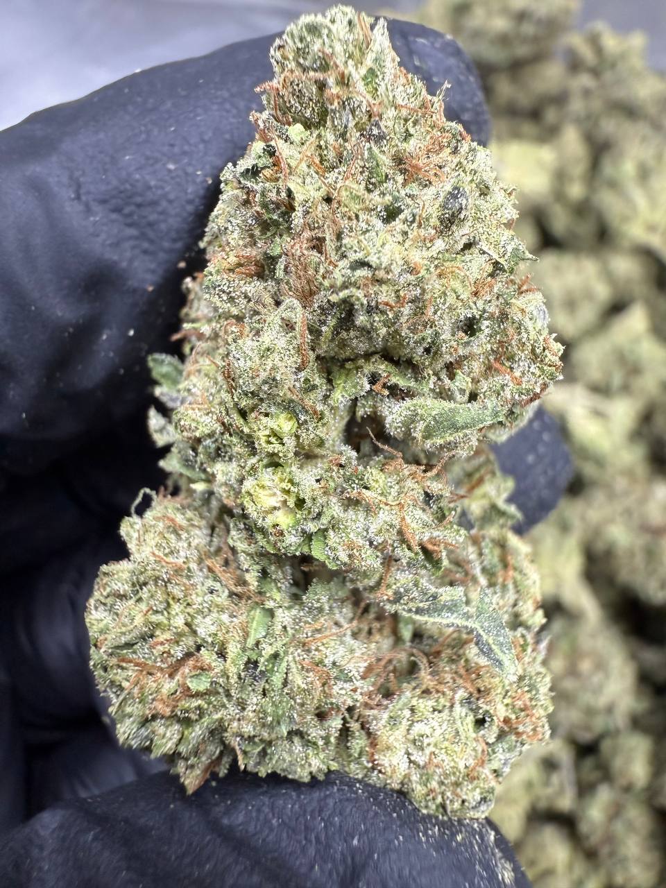 Apple Fritter THCA Flower | 29.37% TOP SHELF