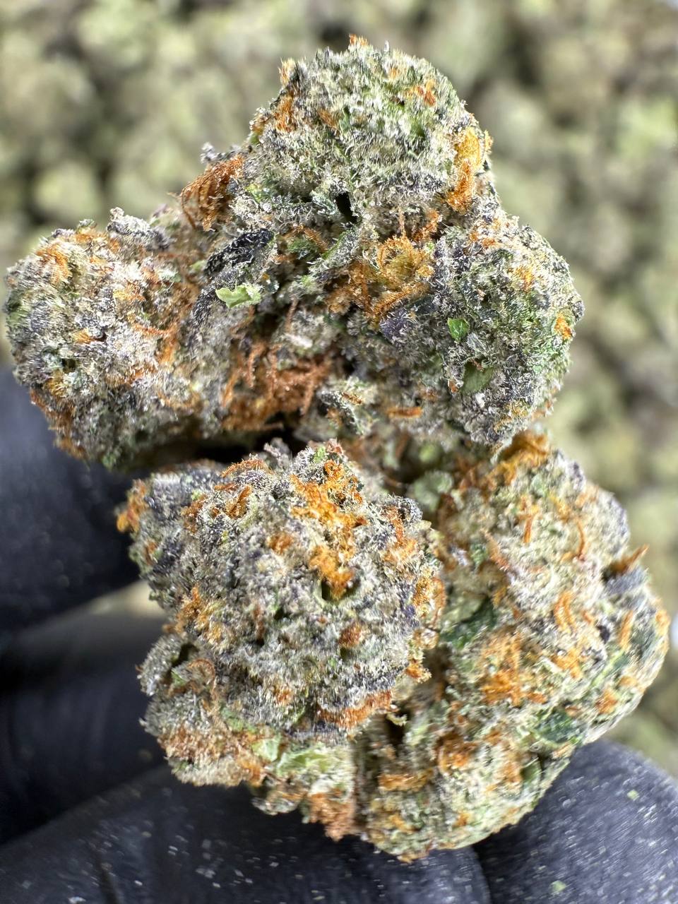 Blue Diamond x White Runtz THCA Flower | 30.07% EXOTIC INDOOR