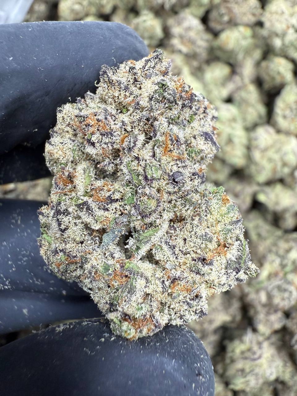 Black Amber THCA Flower | 27.08% EXOTIC INDOOR