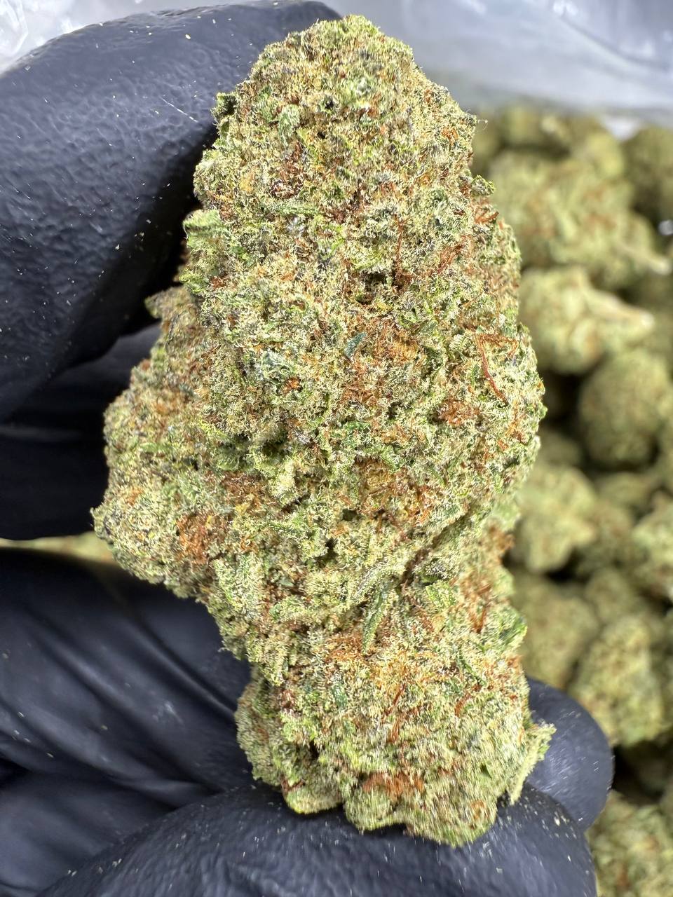 Cinderella 99 THCA Flower | 26.41% TOP SHELF