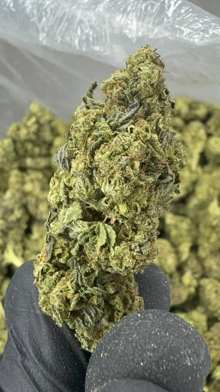 Gush Mintz THCA Flower | 28.81% CLASSIC RESERVE