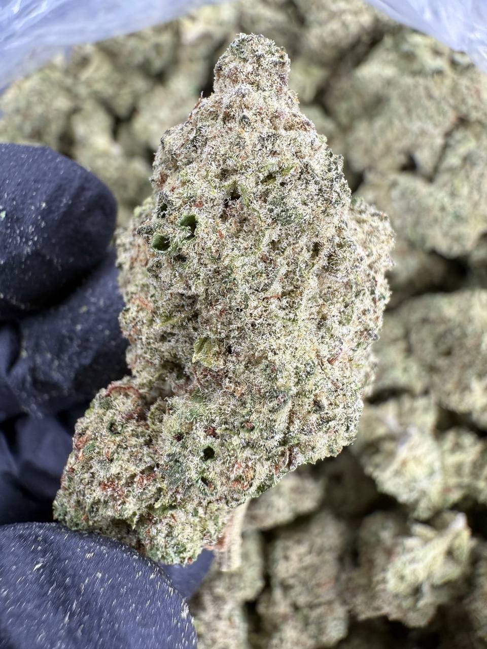 Blueberry Muffin THCA Flower | 29.49% AAA