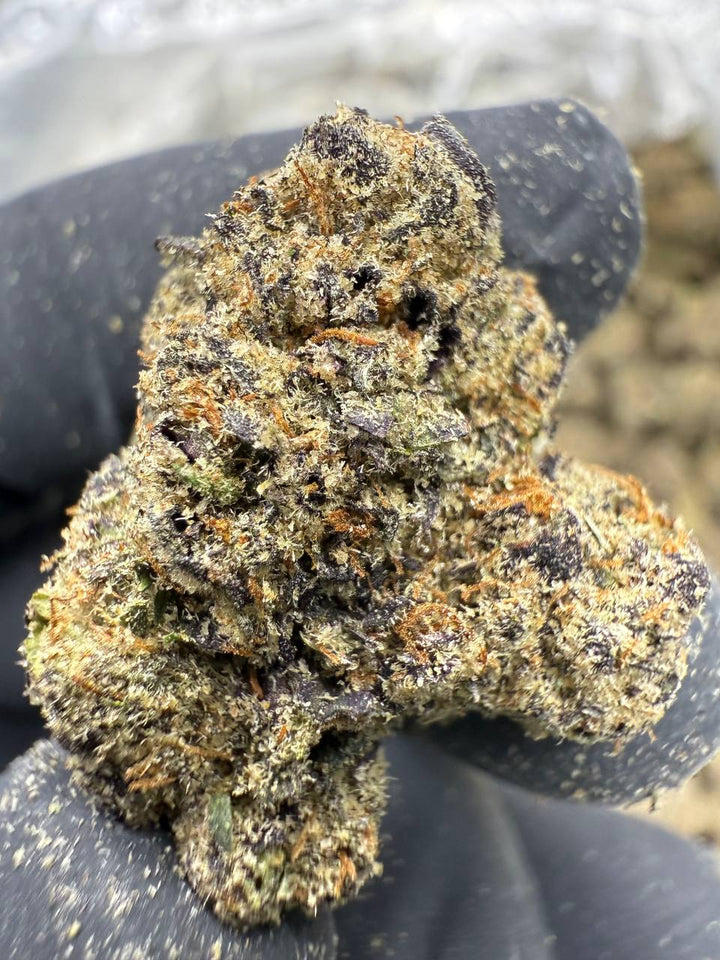 Bolo Runtz THCA Flower | 28.88% EXOTIC INDOOR