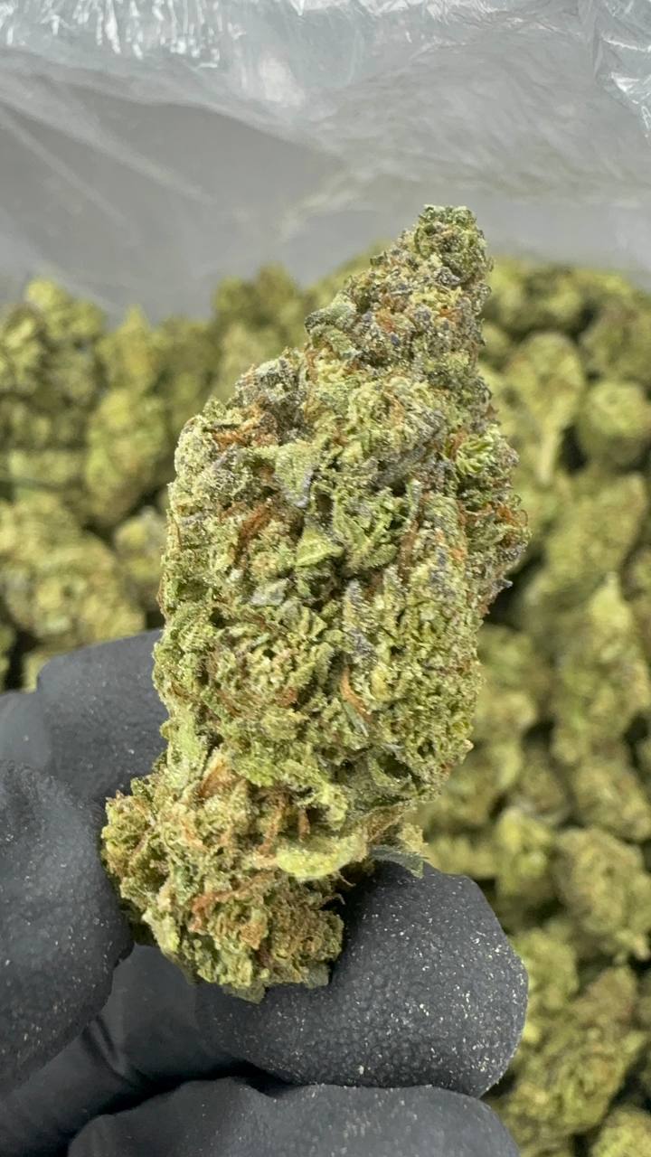 Gush Mintz THCA Flower | 28.81% CLASSIC RESERVE