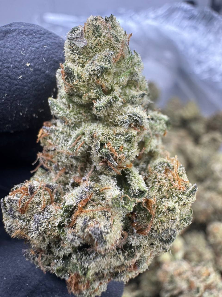 White Truffle THCA Flower | 27.48% EXOTIC INDOOR