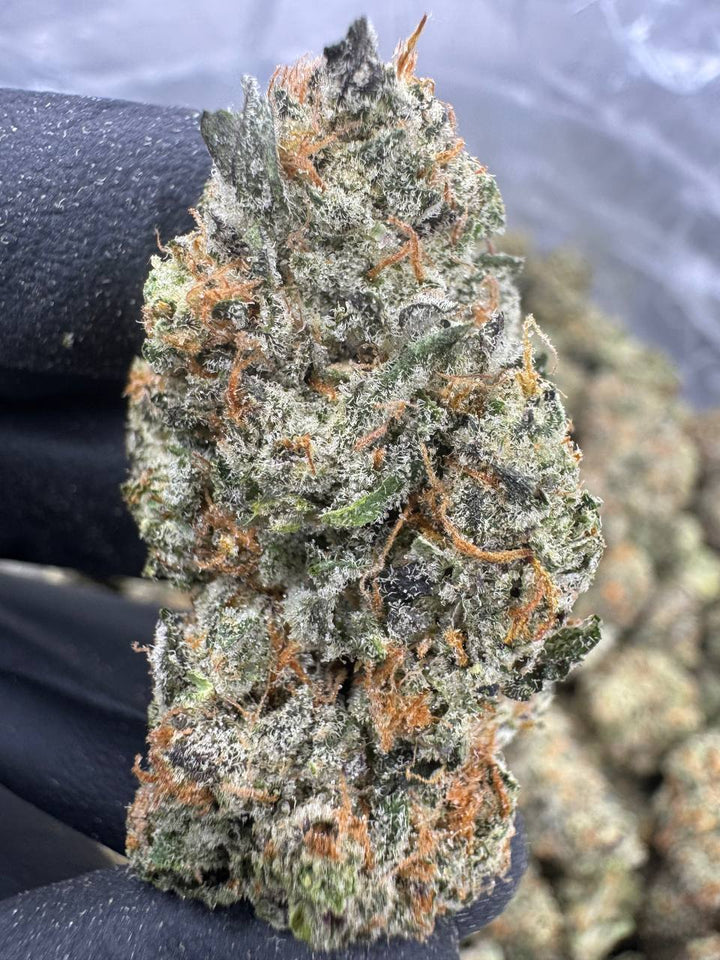 Black Amber THCA Flower | 27.08% EXOTIC INDOOR