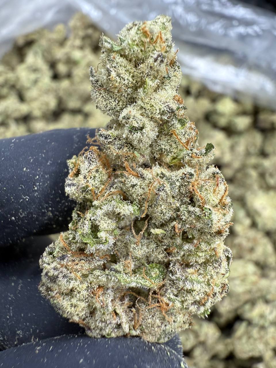 Funnel Cake THCA Flower | 28.12% AAA INDOOR