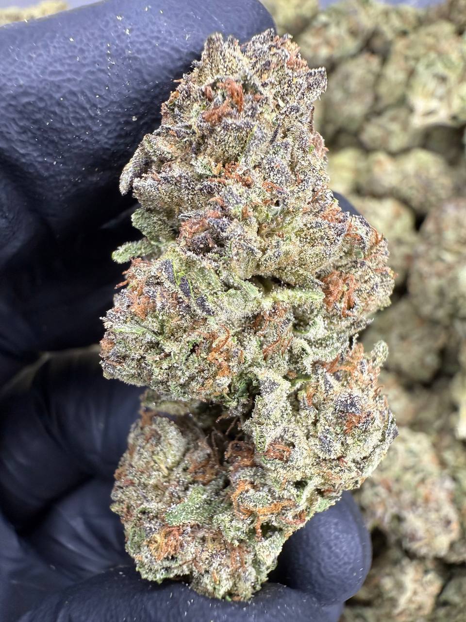 Cereal Milk THCA Flower | 27.03% TOP SHELF