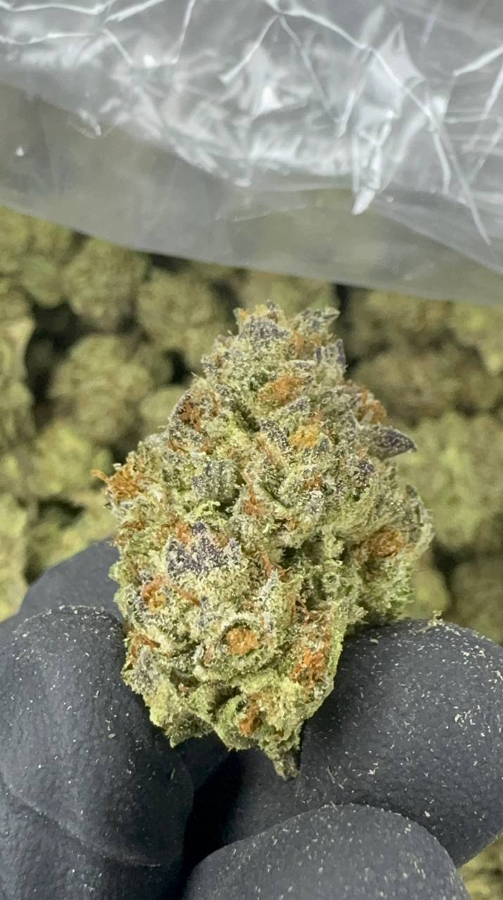 Apple Fritter THCA Flower | 29.37% CLASSIC RESERVE