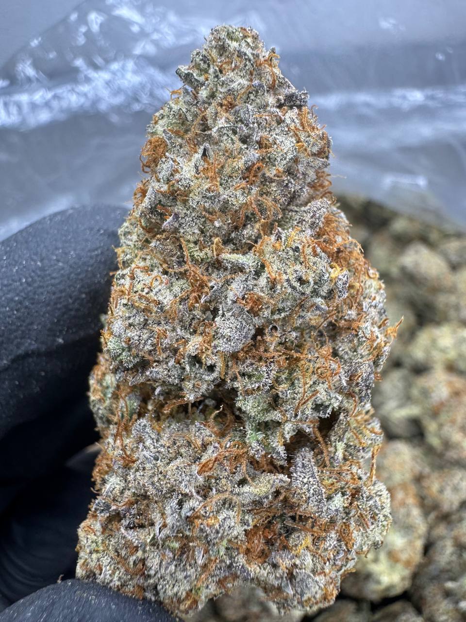 Sheesh THCA Flower | 30.91% EXOTIC INDOOR