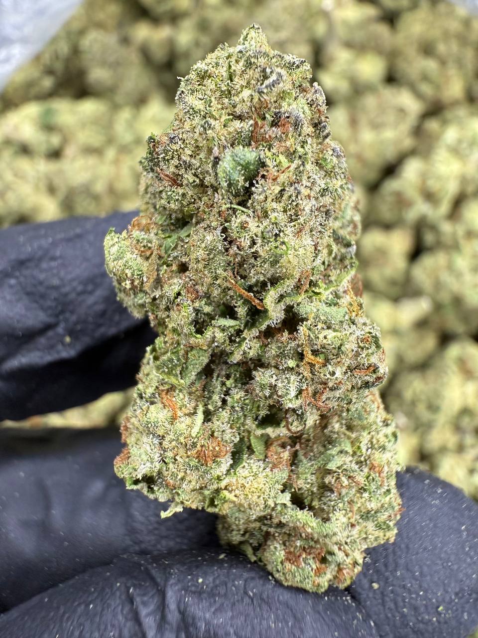 Headband THCA Flower | 25.26% CLASSIC RESERVE